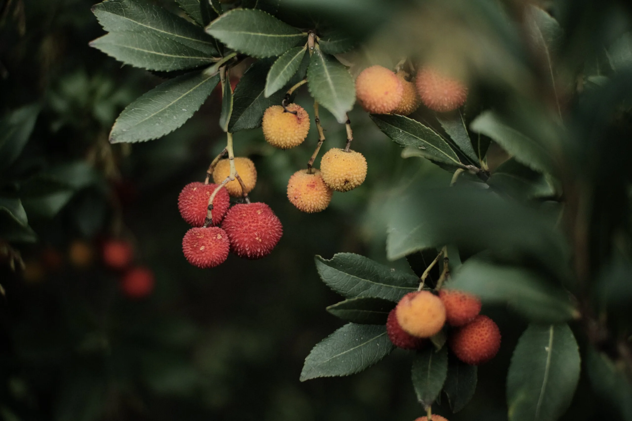 Lychee Hybrid Returns to Massachusetts 