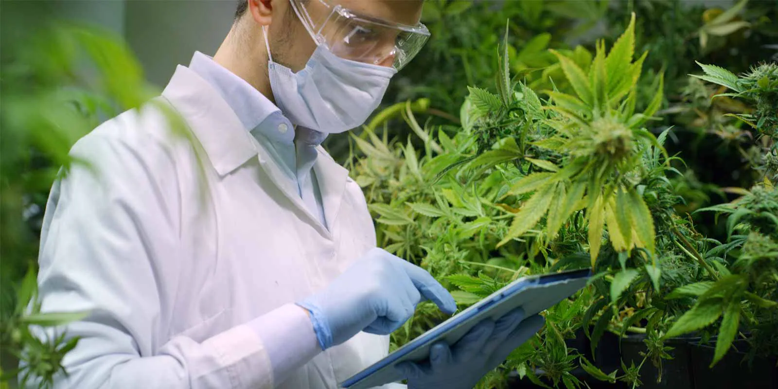 Clean Cannabis: KANHA Commits to Category 4 Testing