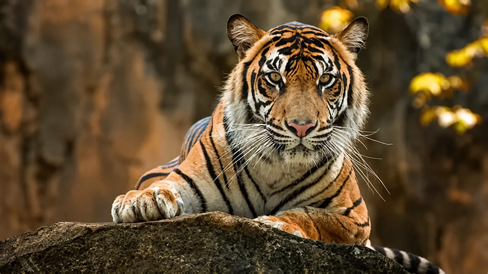 Celebrating National Tiger Day: Why KANHA Chose the Tiger as our Guide