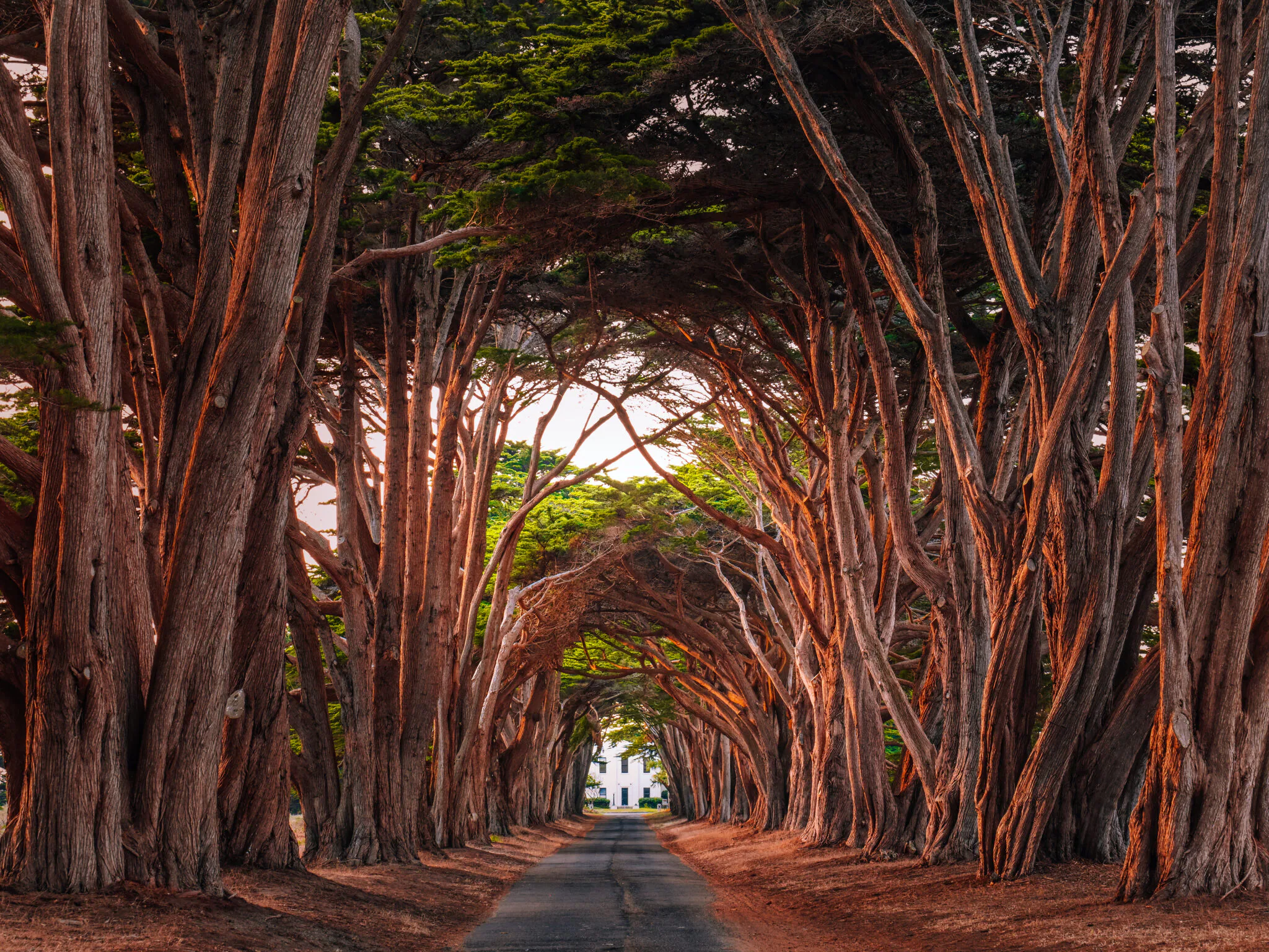hike point reyes park for 420 celebration with kanha best tasting gummies